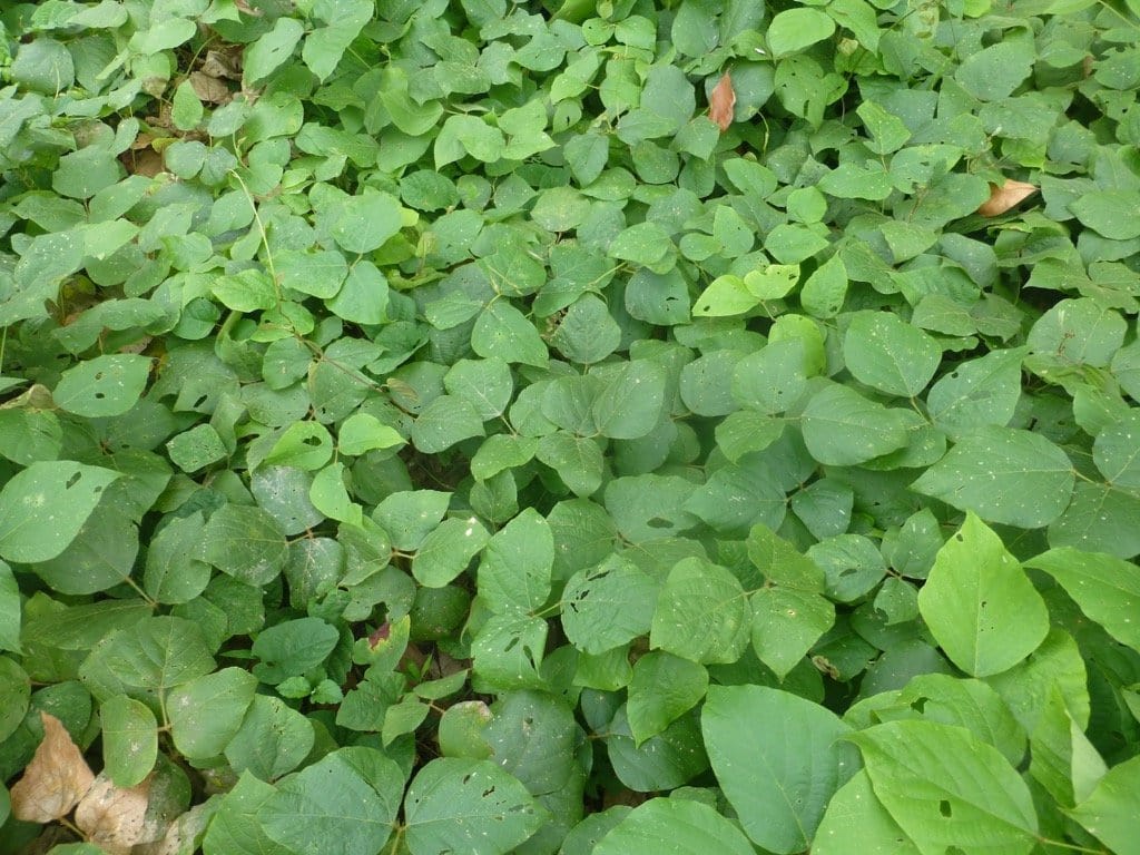 Khmu 2 Einkaufsnetz Natur (FOUND)